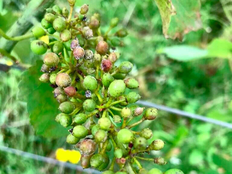 Les effets  de madame météo dans les vignes