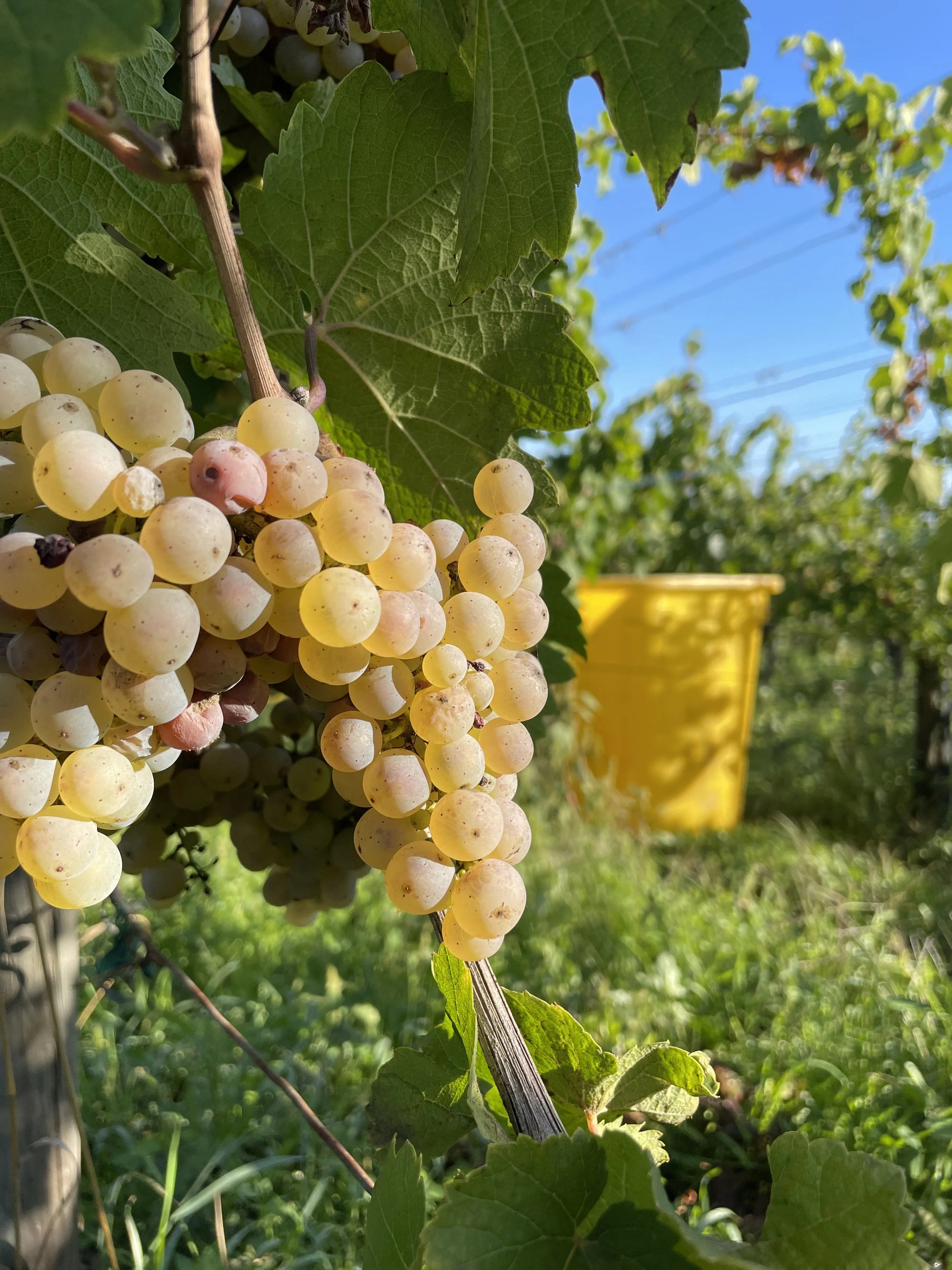 Vendanges 2022, un millésime sous le signe du soleil 
