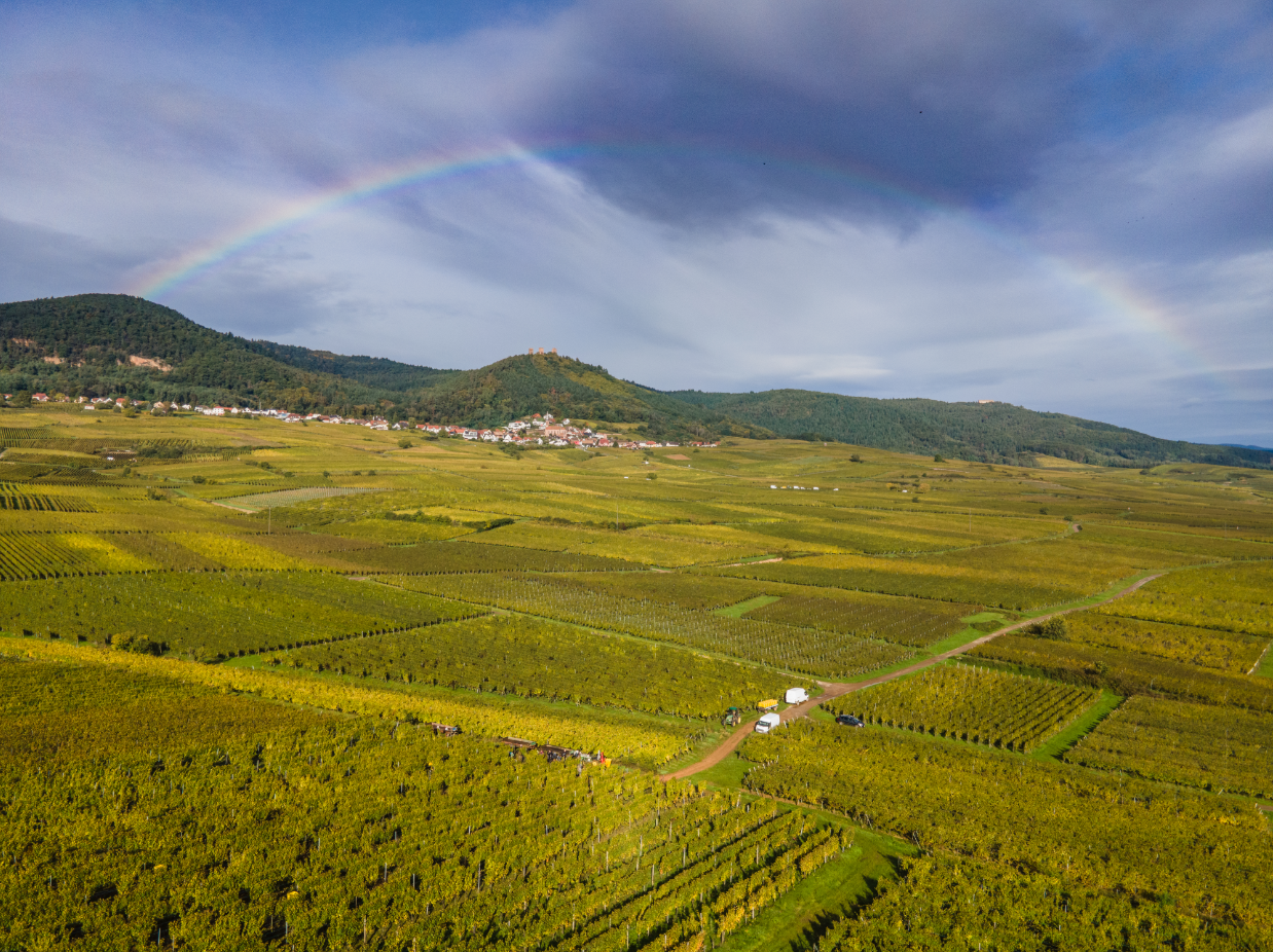 vignoble Alsacien_ grand cru et lieu dit.PNG