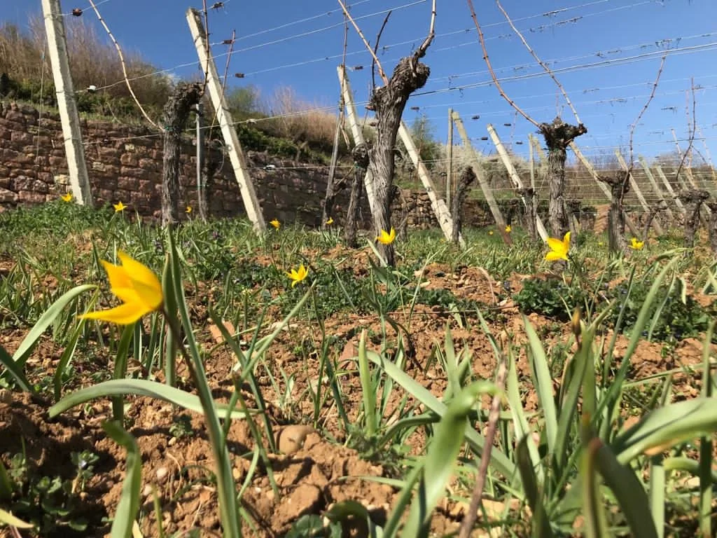 Vignes_sol_printemp_fleur_jaune.jpeg