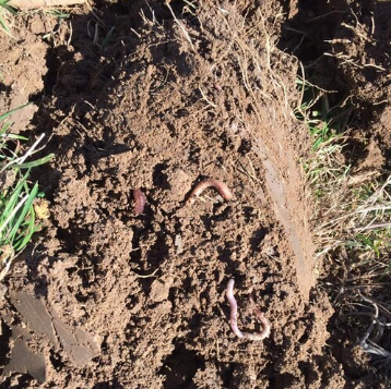 ver de terre biodynamie.PNG