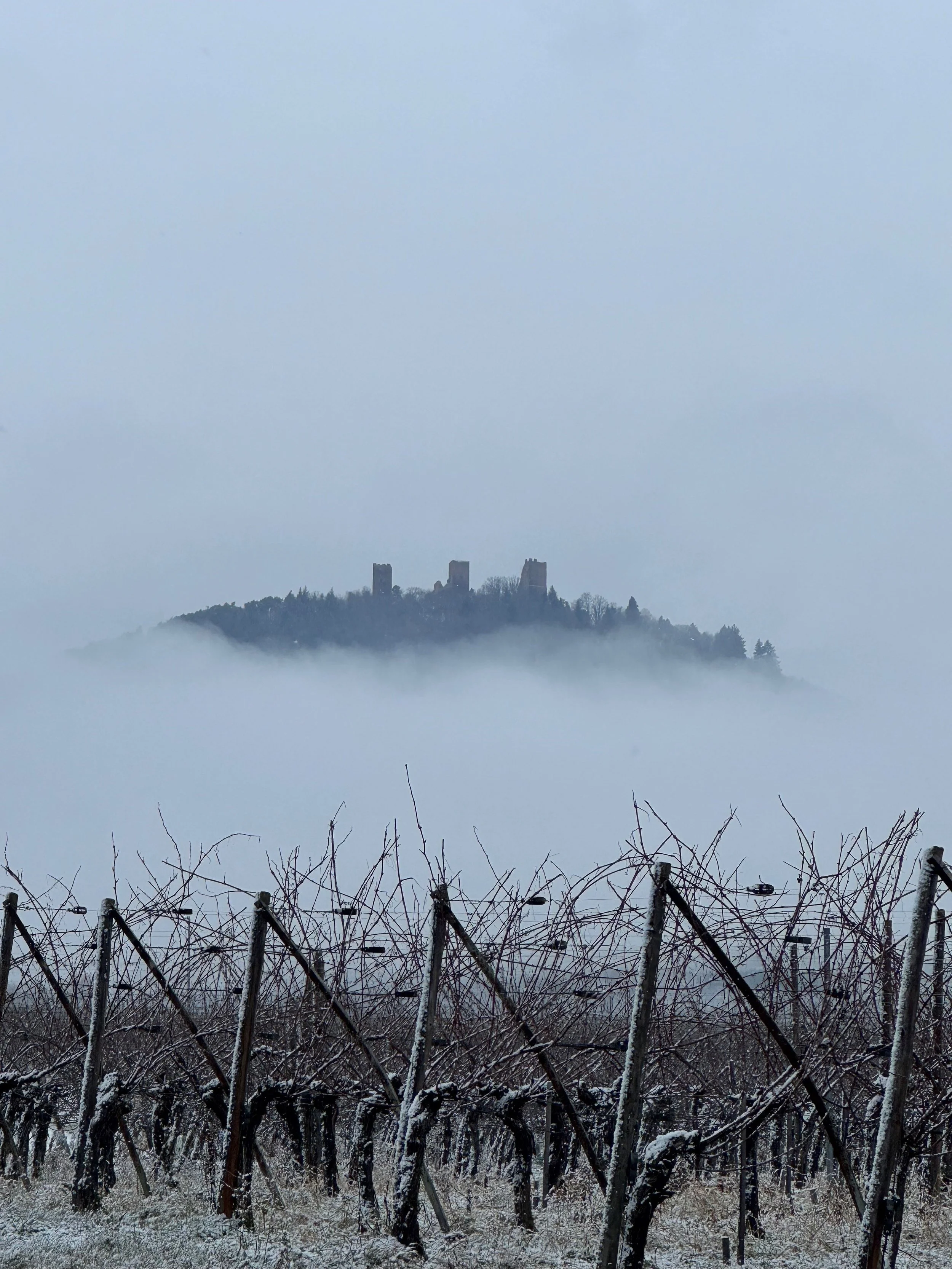 La vie dans les vignes « Taille en hiver, vendanges en été »
