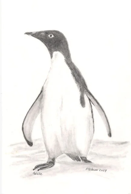 7. Adelie 2024 Drawing (1).jpeg