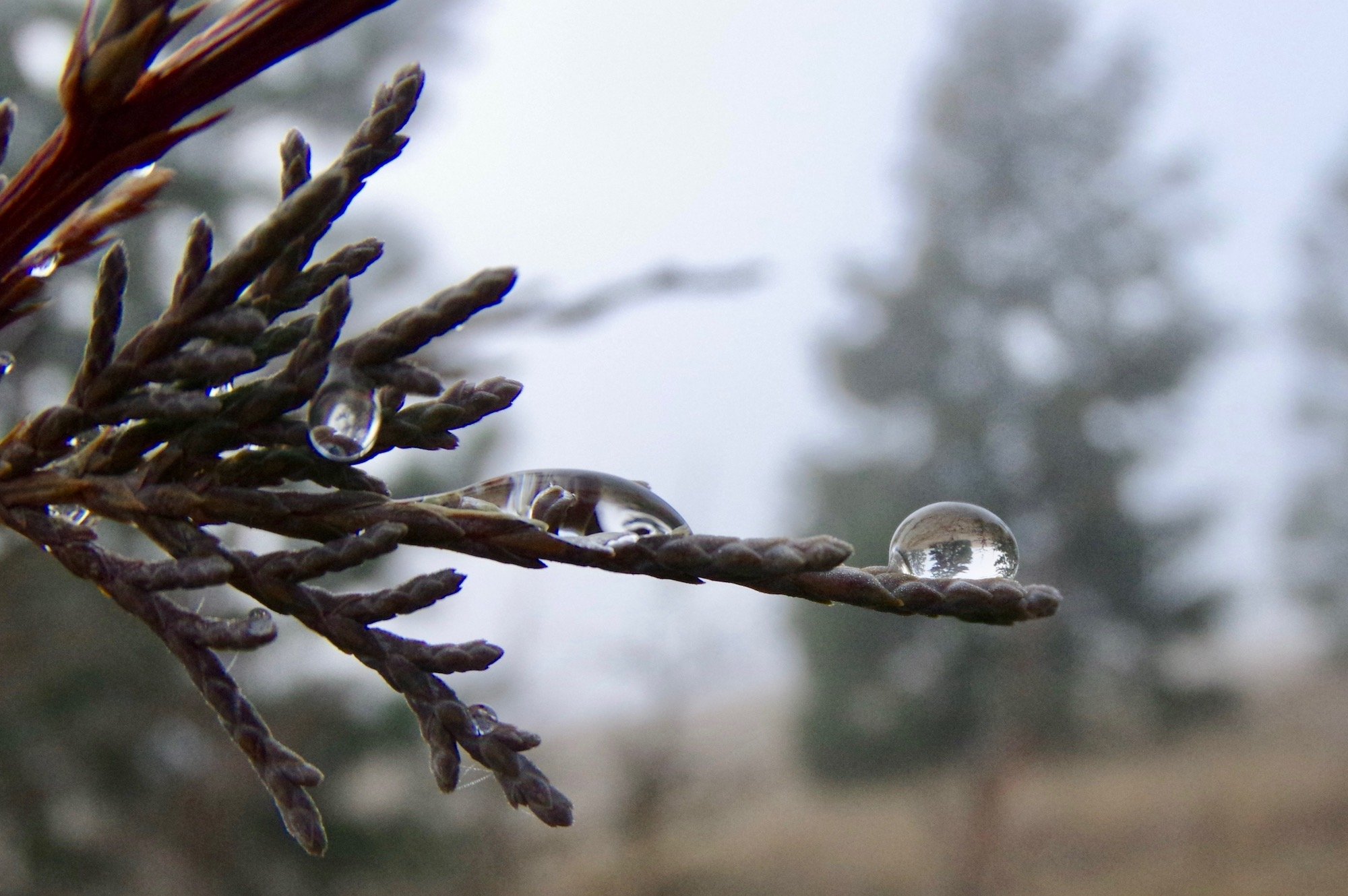 C.Wenger_Redefining Reality_16x24_ Acrylic_$350.jpeg