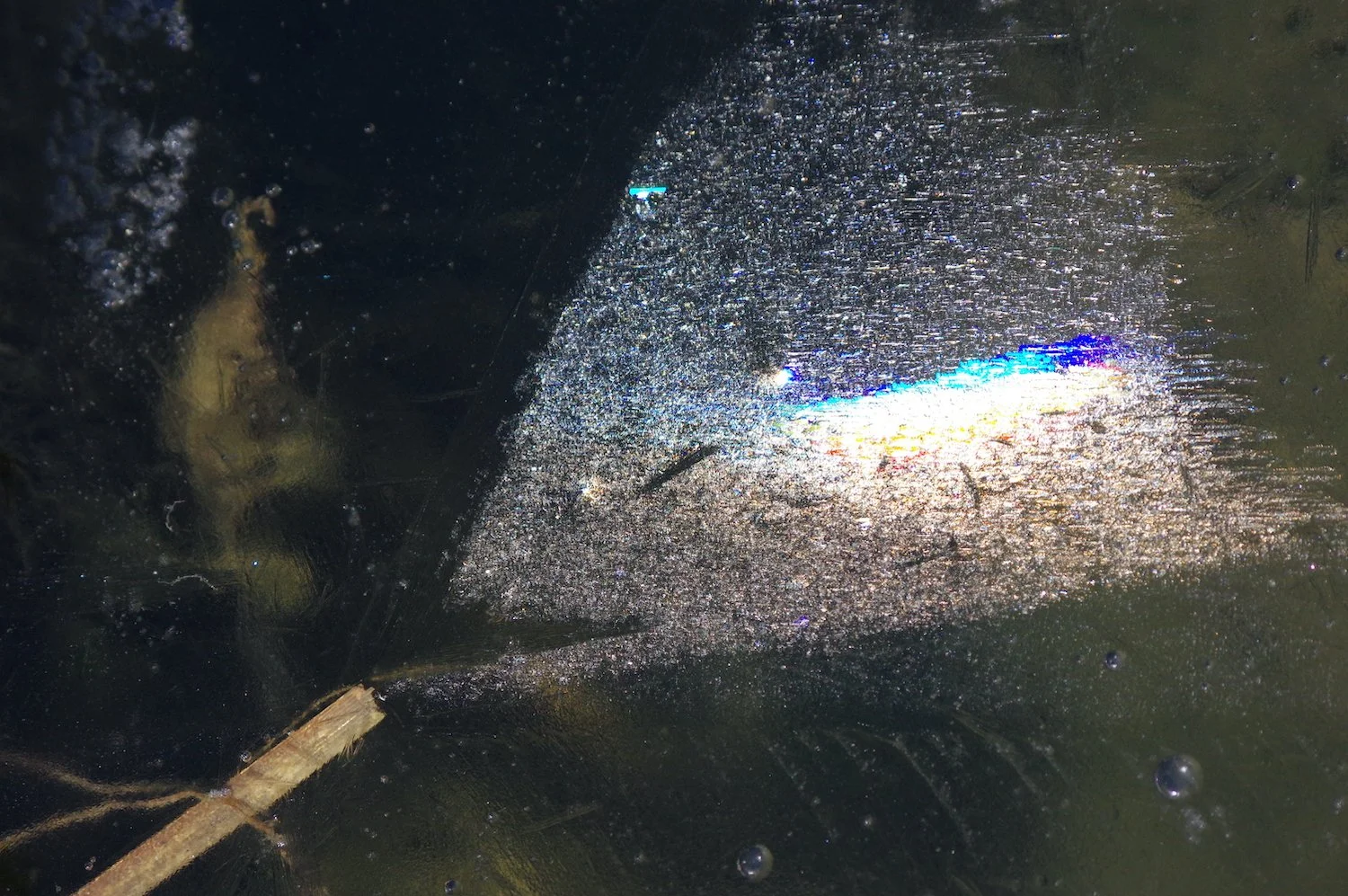 C.Wenger_Oriental Fish_11x14_Aluminum_$90.jpg