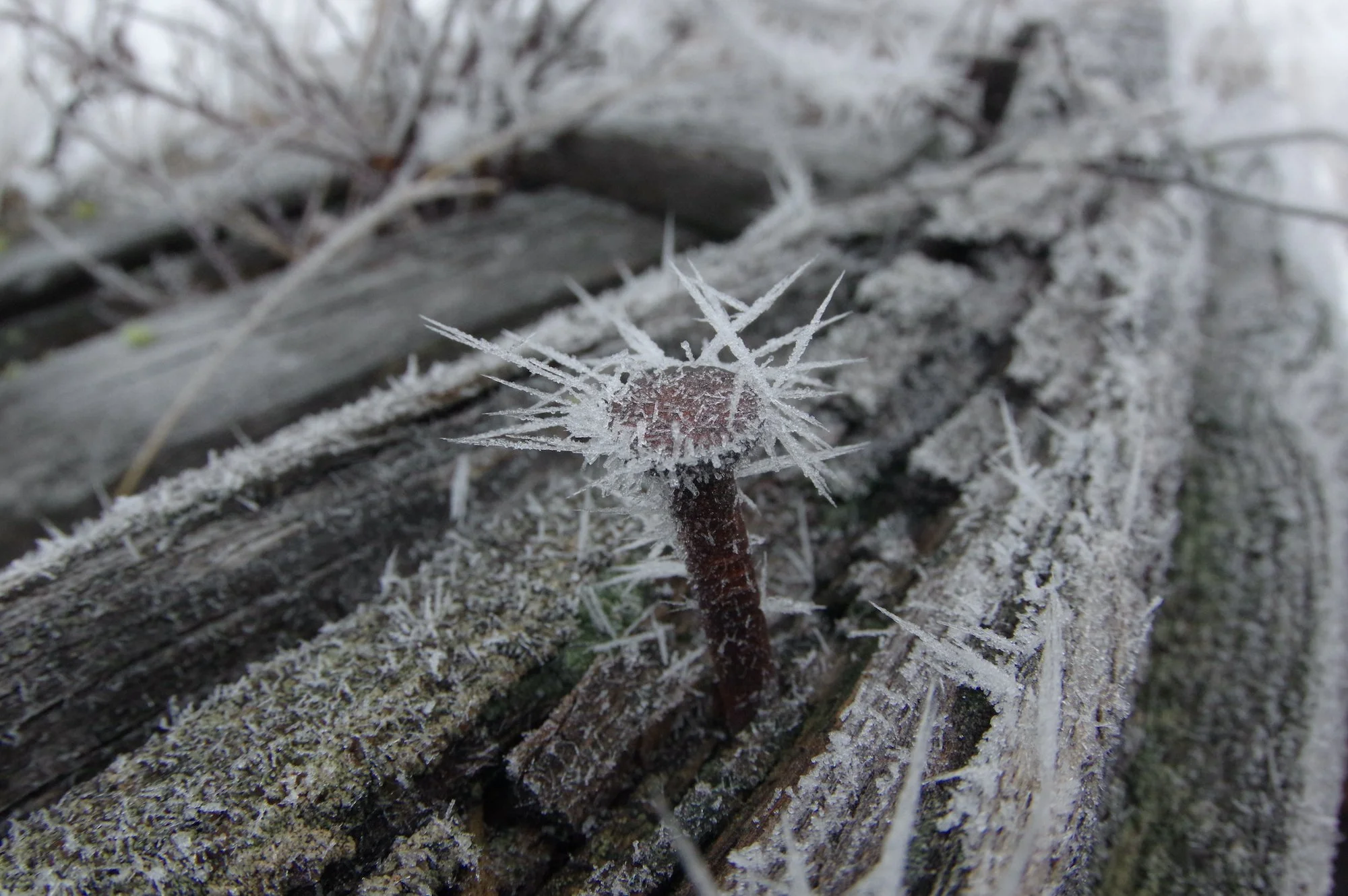 C.Wenger_Spiked_20x30_ Aluminum$350.jpg