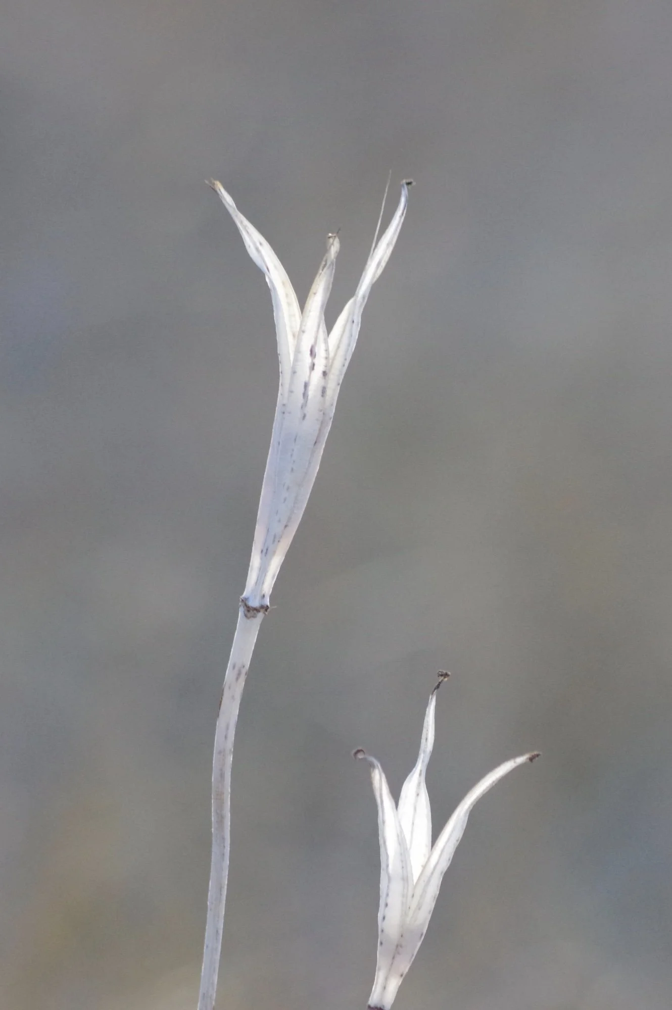 C.Wenger_Winter Lily_16x24_Acrylic_$350.JPG