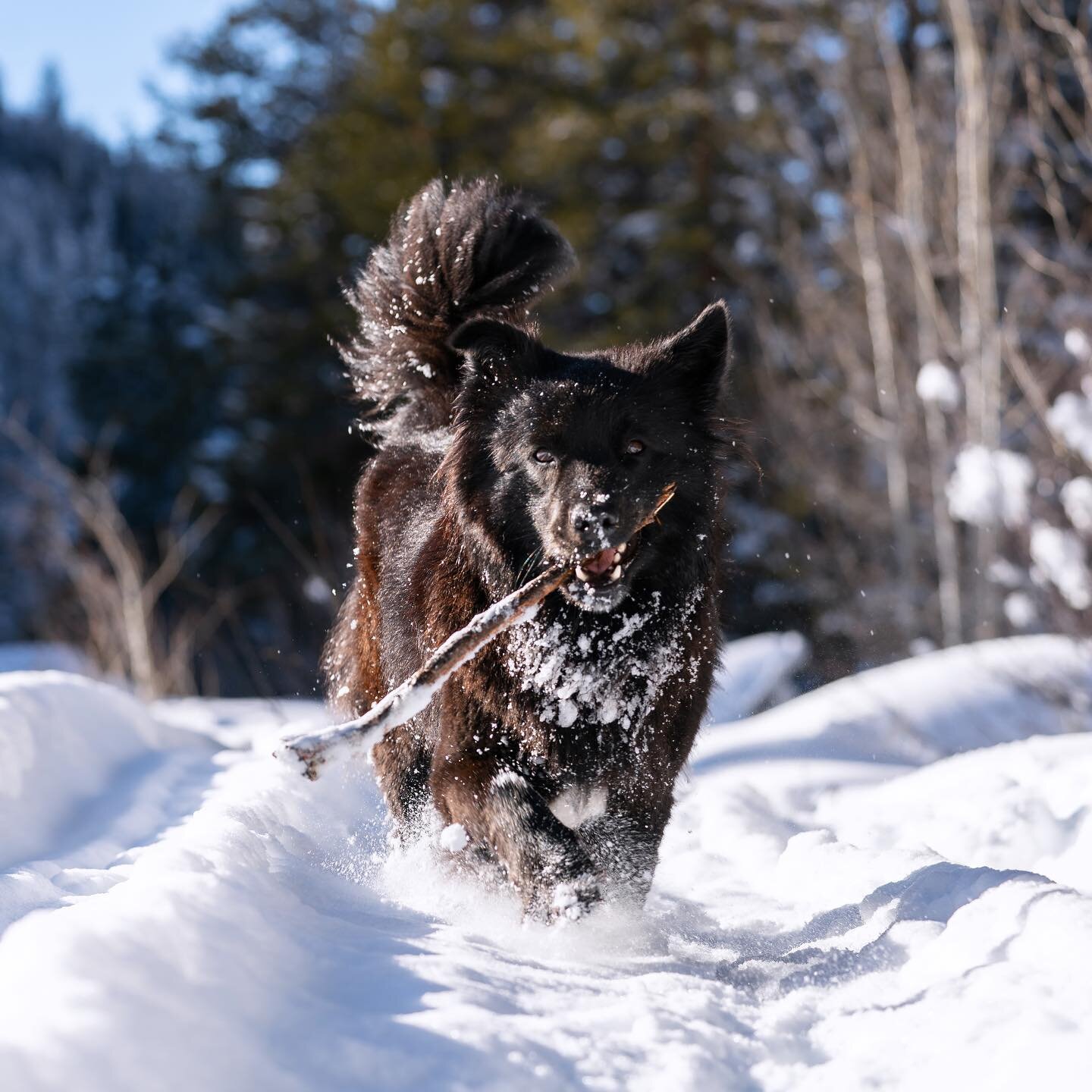 Meet Tokyo, your loyal trail companion when you explore the Beyul land. She&rsquo;s a star resident at the ranch and a lover of fresh snow (and sticks), and at Beyul, we have a lot of both! 🐾🐾🐾