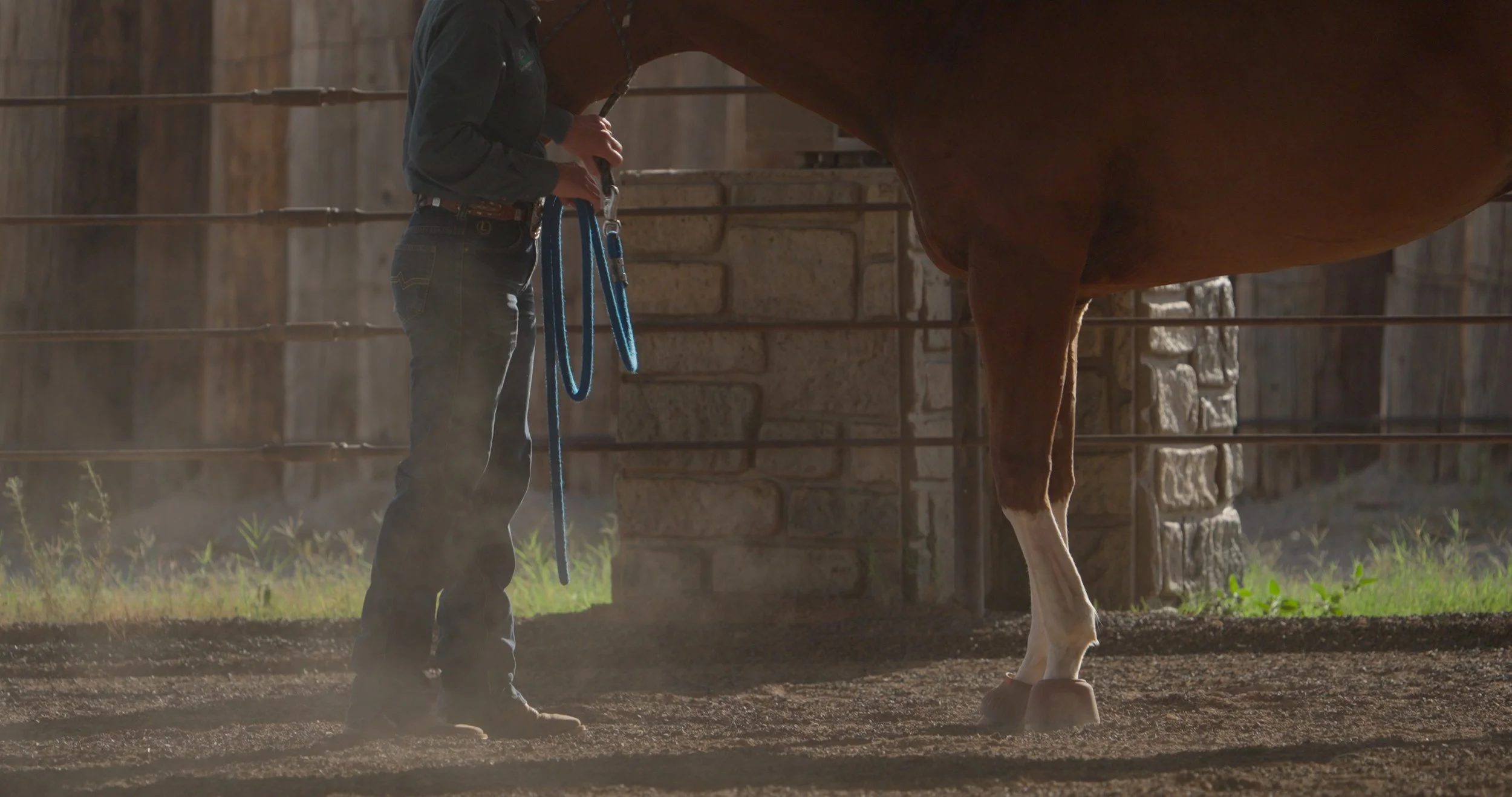 Groundwork Therapy documentary showing a therapist working with a horse during equine therapy sessions.