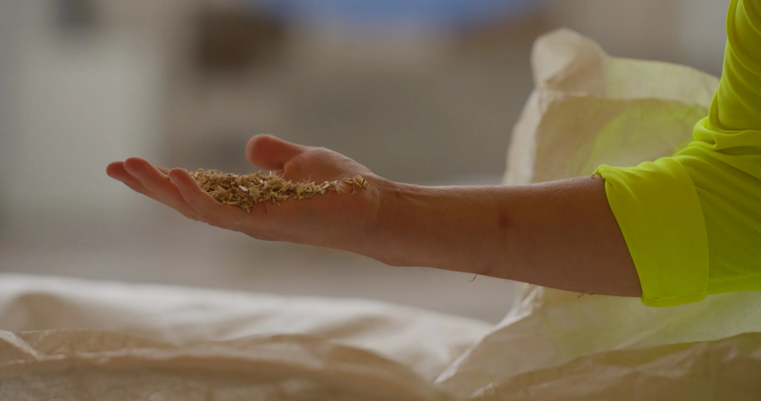 Close-up documentary footage of a hand holding raw hemp hurd, highlighting the natural material used for sustainable building and environmental solutions