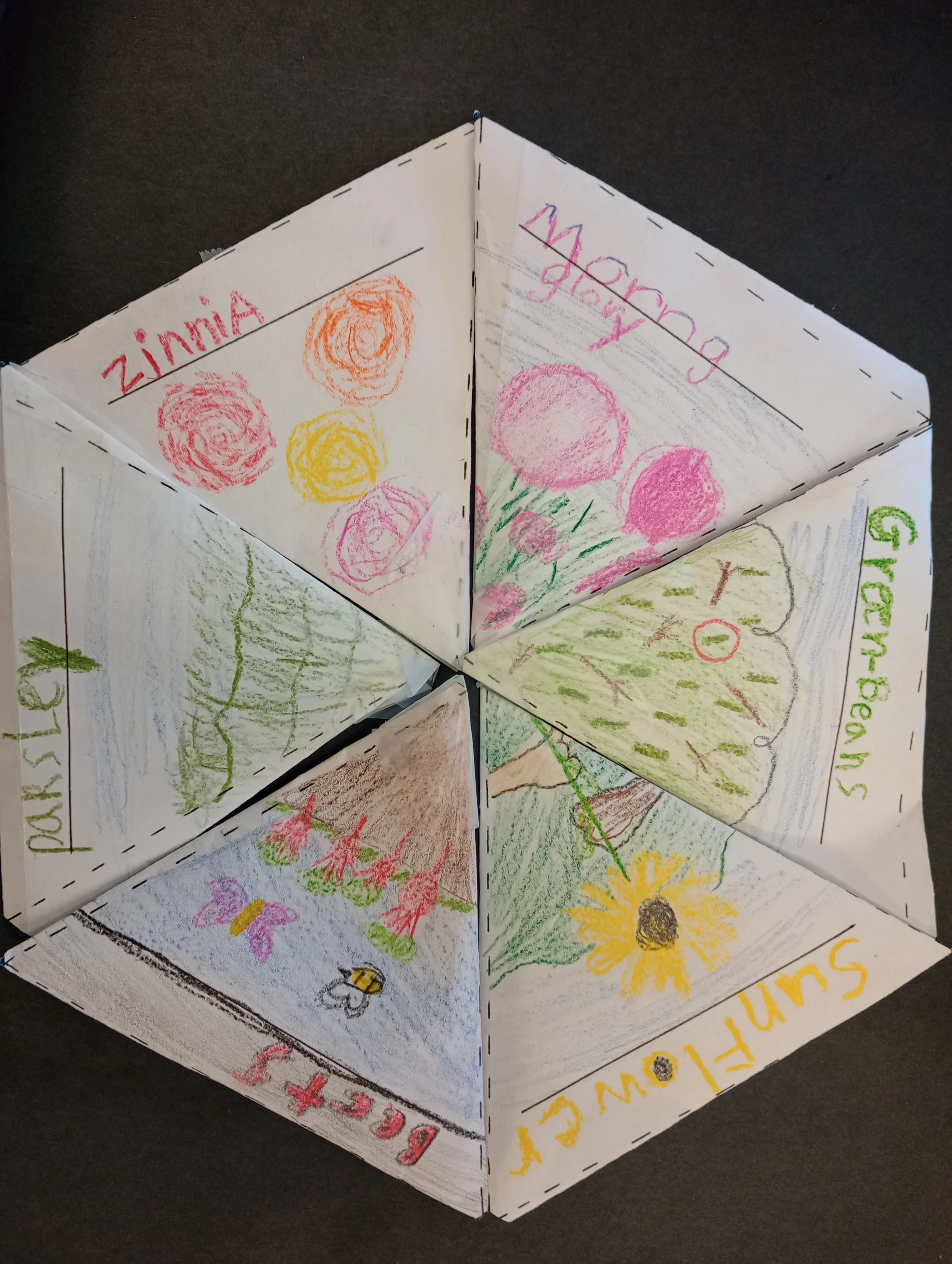 seed packets '24.jpg