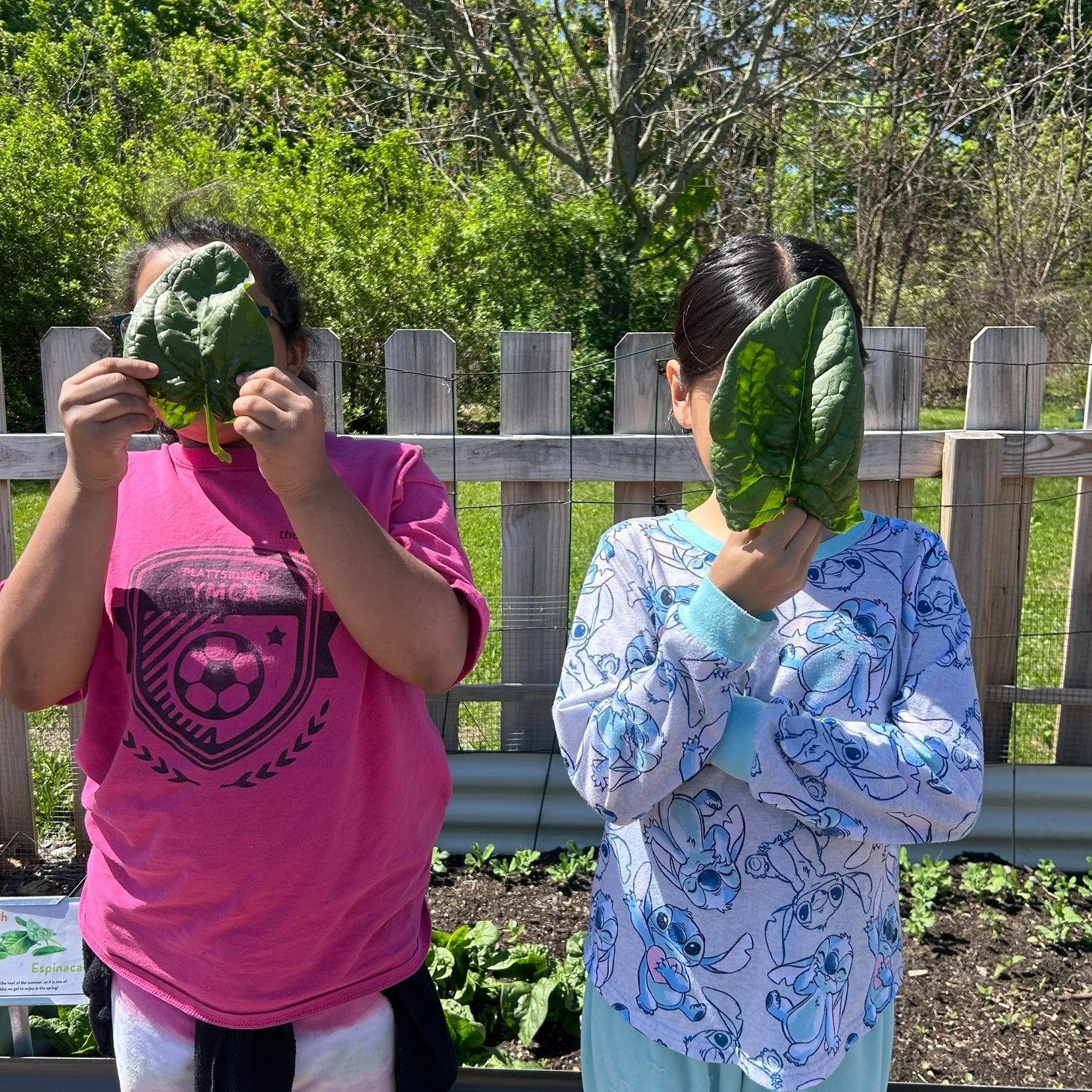 It's Spinach Time! 3rd graders Angeline and Gemma from @chamberskcsd in Kingston hide behind massive spinach leaves!

Gardener Katharine shared spinach leaves with @jvffalcons 2nd graders in Beacon who tasted it in their classroom this week.

What's 