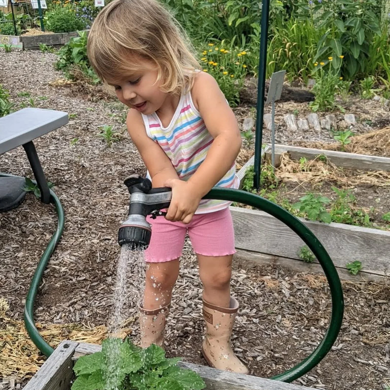 When the weather&rsquo;s hot, the garden needs water 💧! Sign up to give the veggies 🎋 a drink this weekend! Slots available at Sargent and JVF in Beacon, THA and HoH in Newburgh, Robert Graves and JFK in Kingston! Takes 30 minutes, you can pick a f