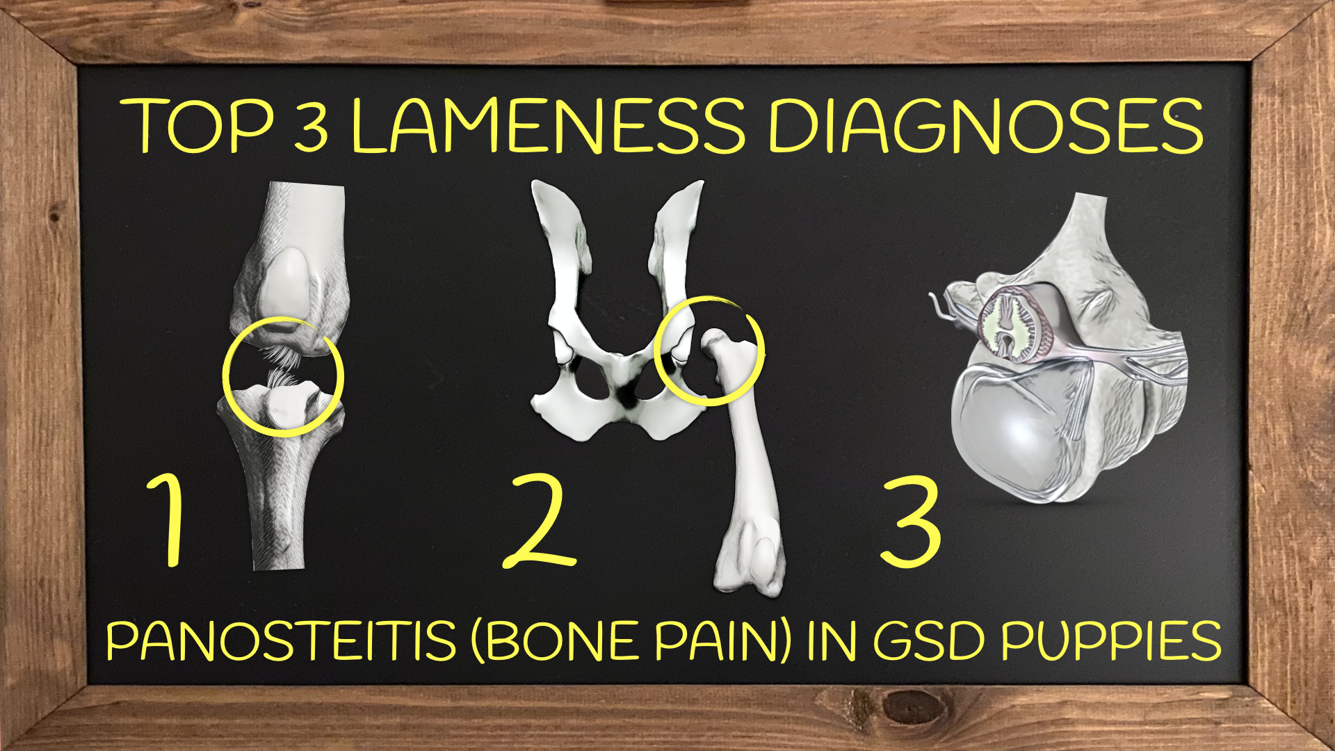 Lameness in German Shepherd dogs — VetLessons