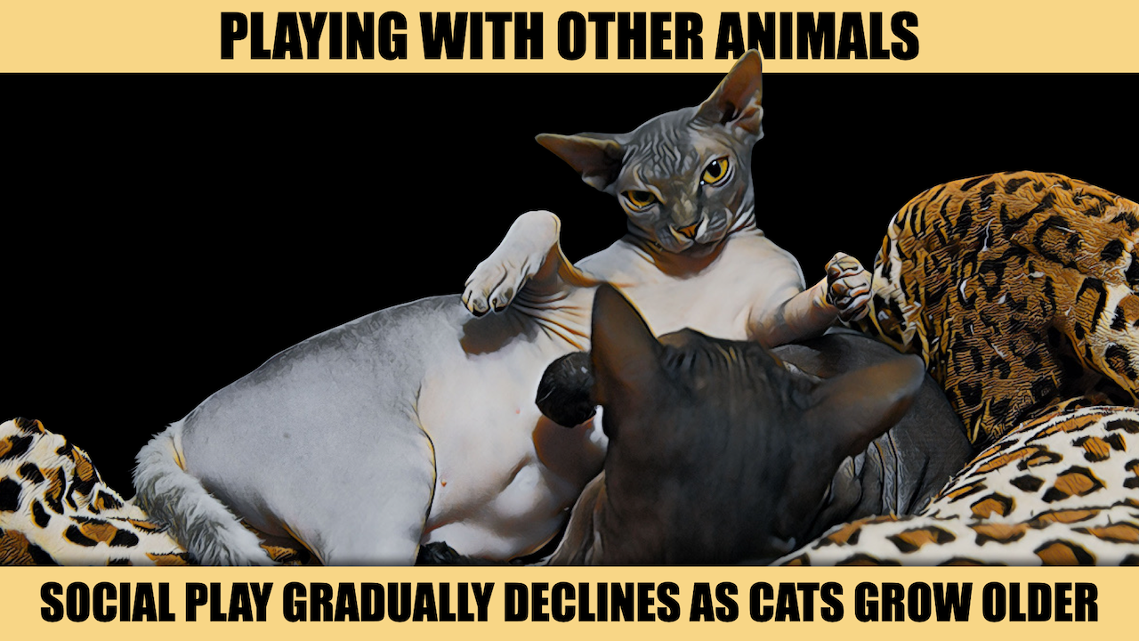 PLAYING WITH OTHER ANIMALS.png