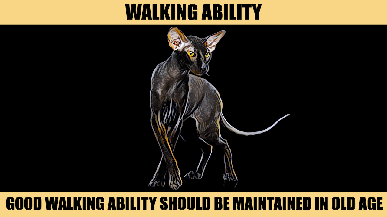 WALKING ABILITY.png