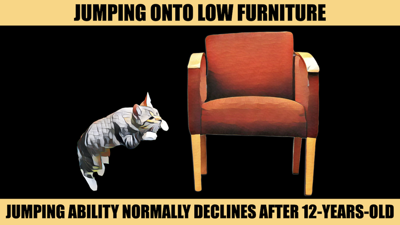JUMPING ONTO FURNITURE.png