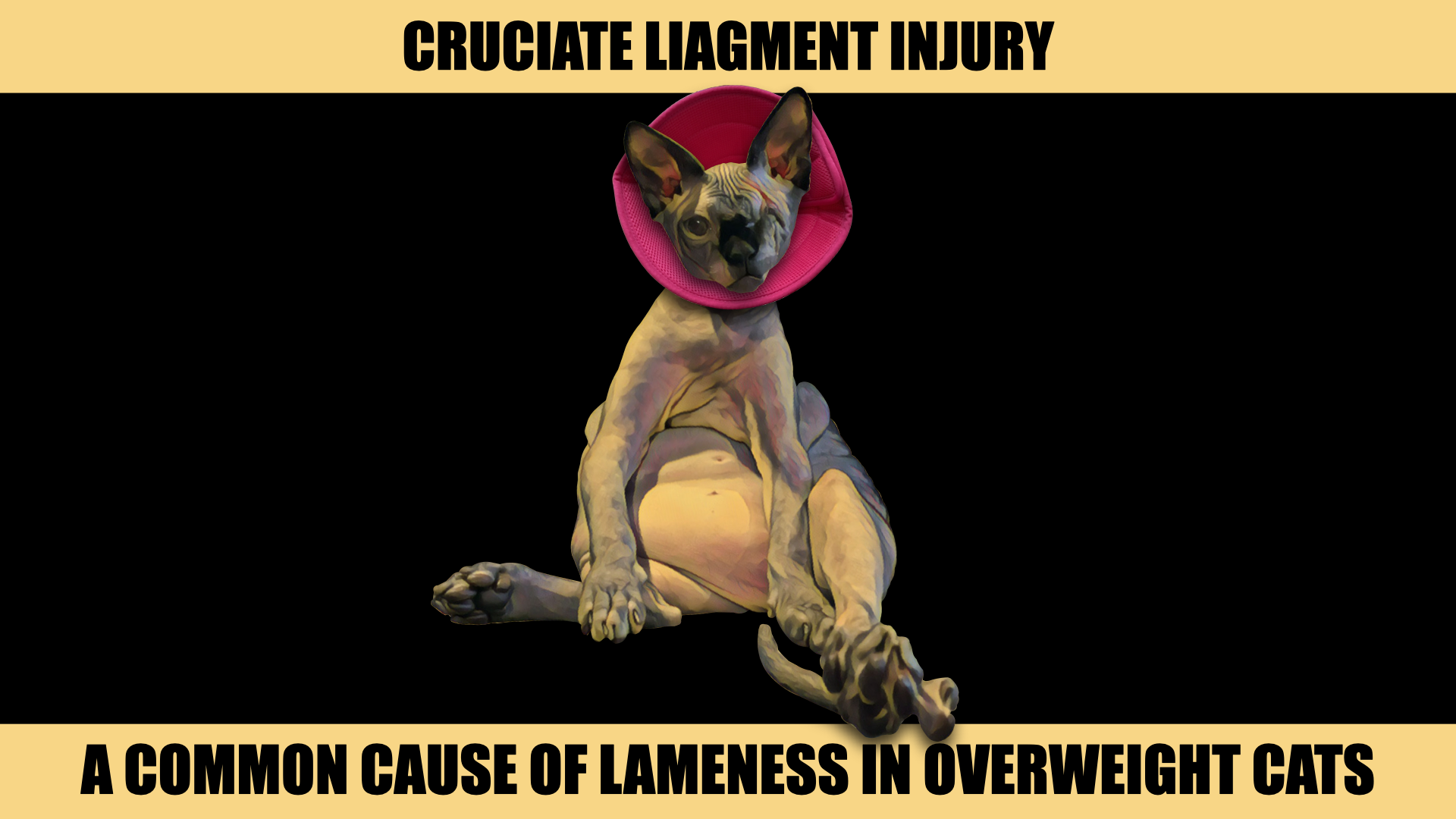 FELINE LAMENESS IMAGES.002.png