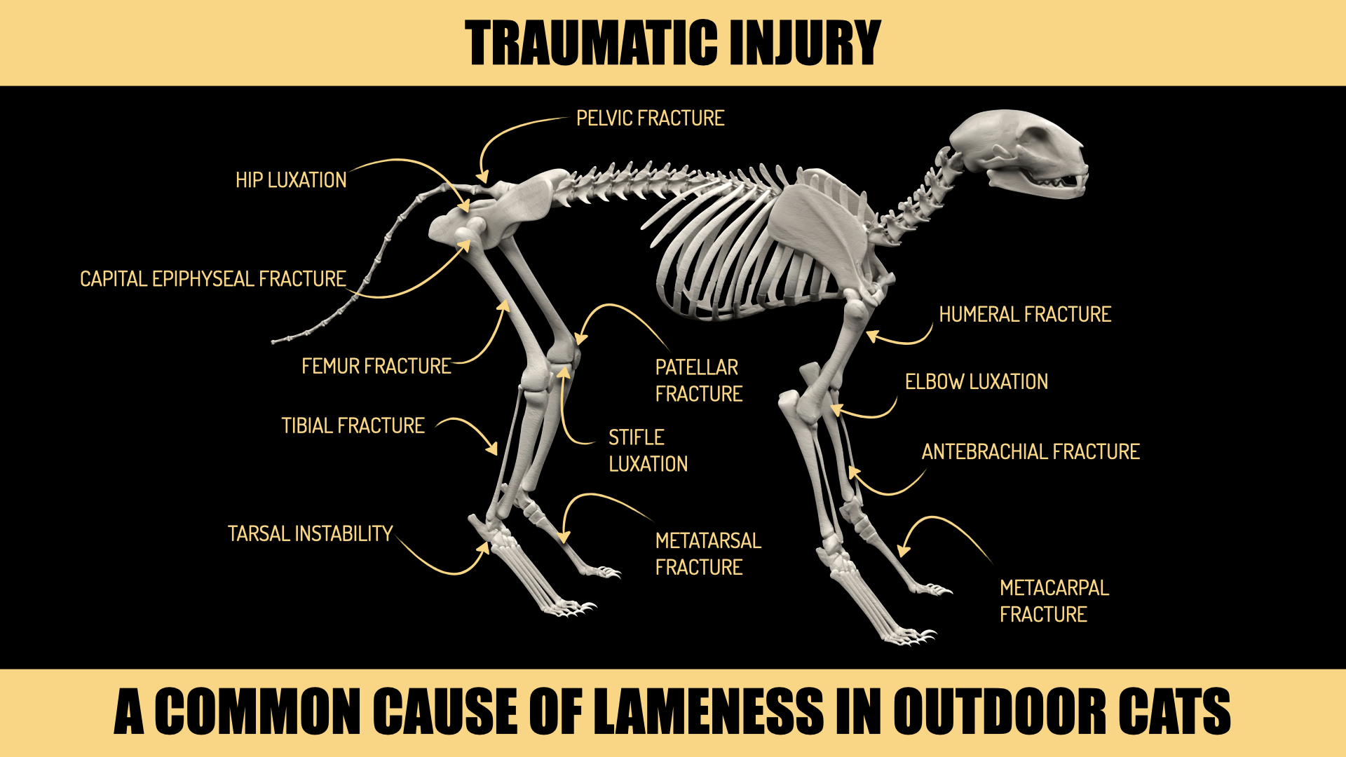 FELINE LAMENESS IMAGES.003.png