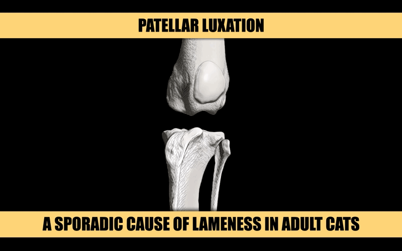 FELINE PATELLAR LUXATION.gif