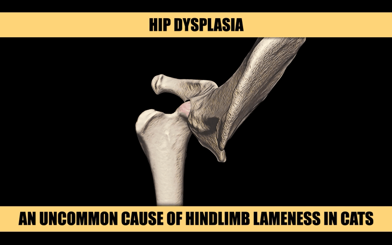 FELINE HIP DYSPLASIA.gif