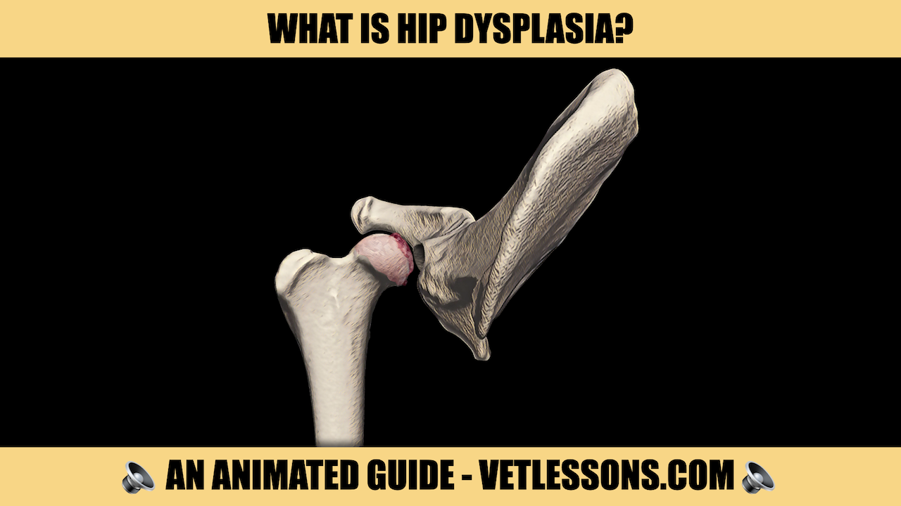 HIP DYSPLASIA IN DOGS — VETLESSONS