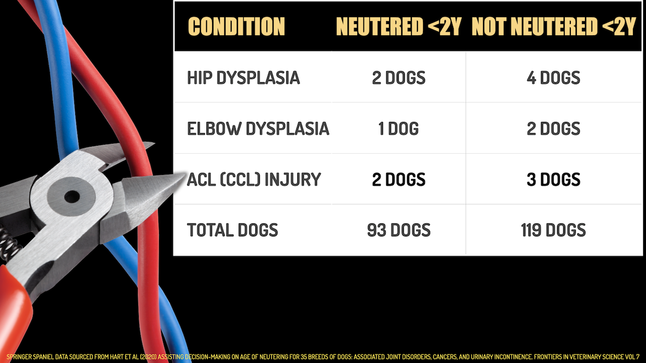 Neutering risk in Springer Spaniels