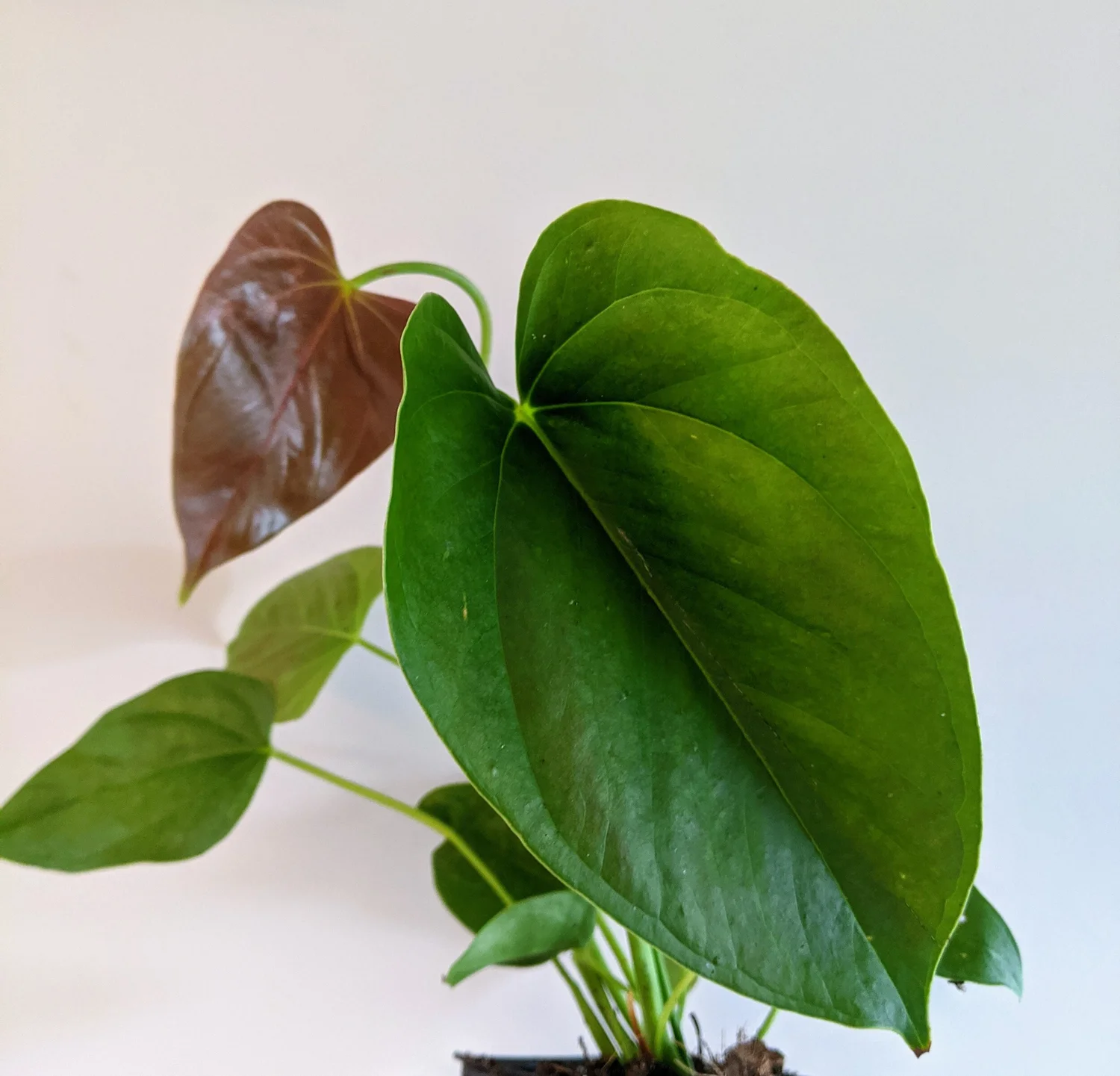 Anthurium Hybrid Valentine Monstera Moon