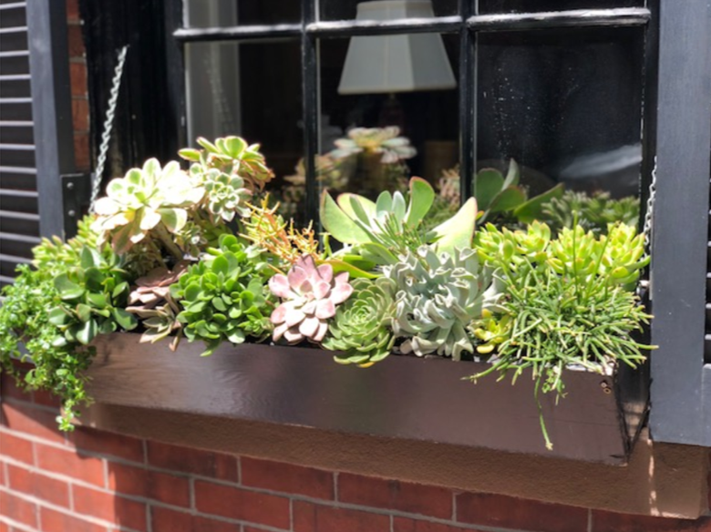 Boston Window Boxes 1.png