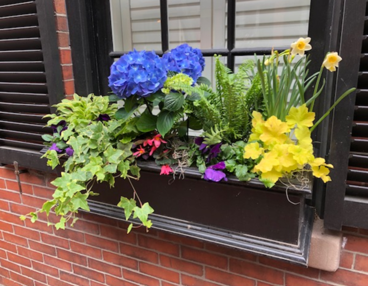 Boston Window Boxes.png