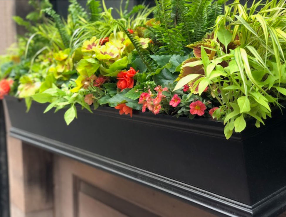 Beacon Hill Window Boxes.png