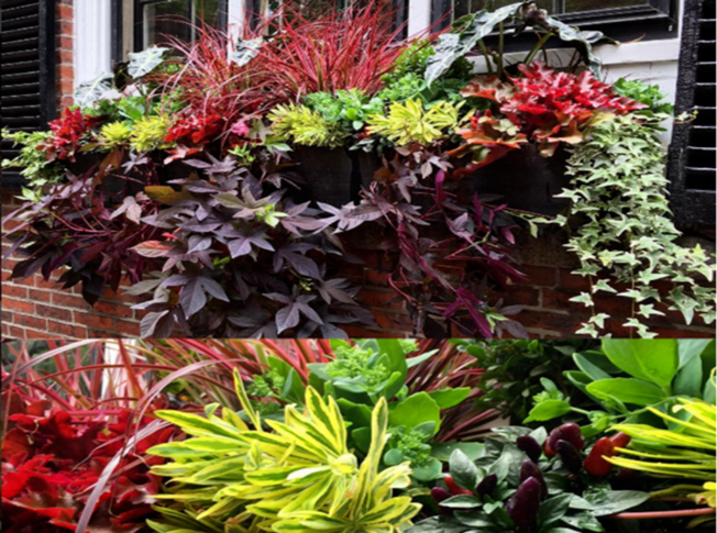 Charlestown Window Boxes.png