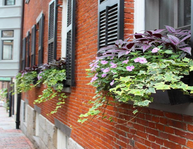 Charlestown Garden.png