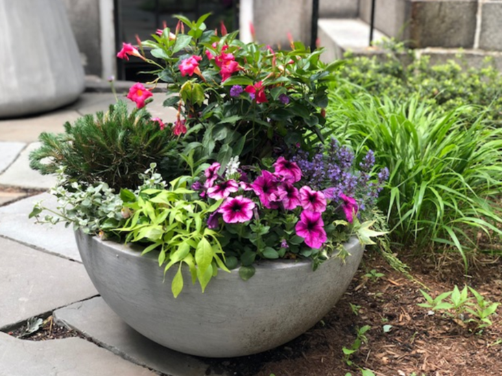 Beacon Hill Garden.png