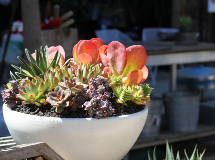 Succulent Planting Boston.png