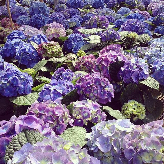 Warmer weather is approaching and we can&rsquo;t wait to see our garden crews plant these beauties!