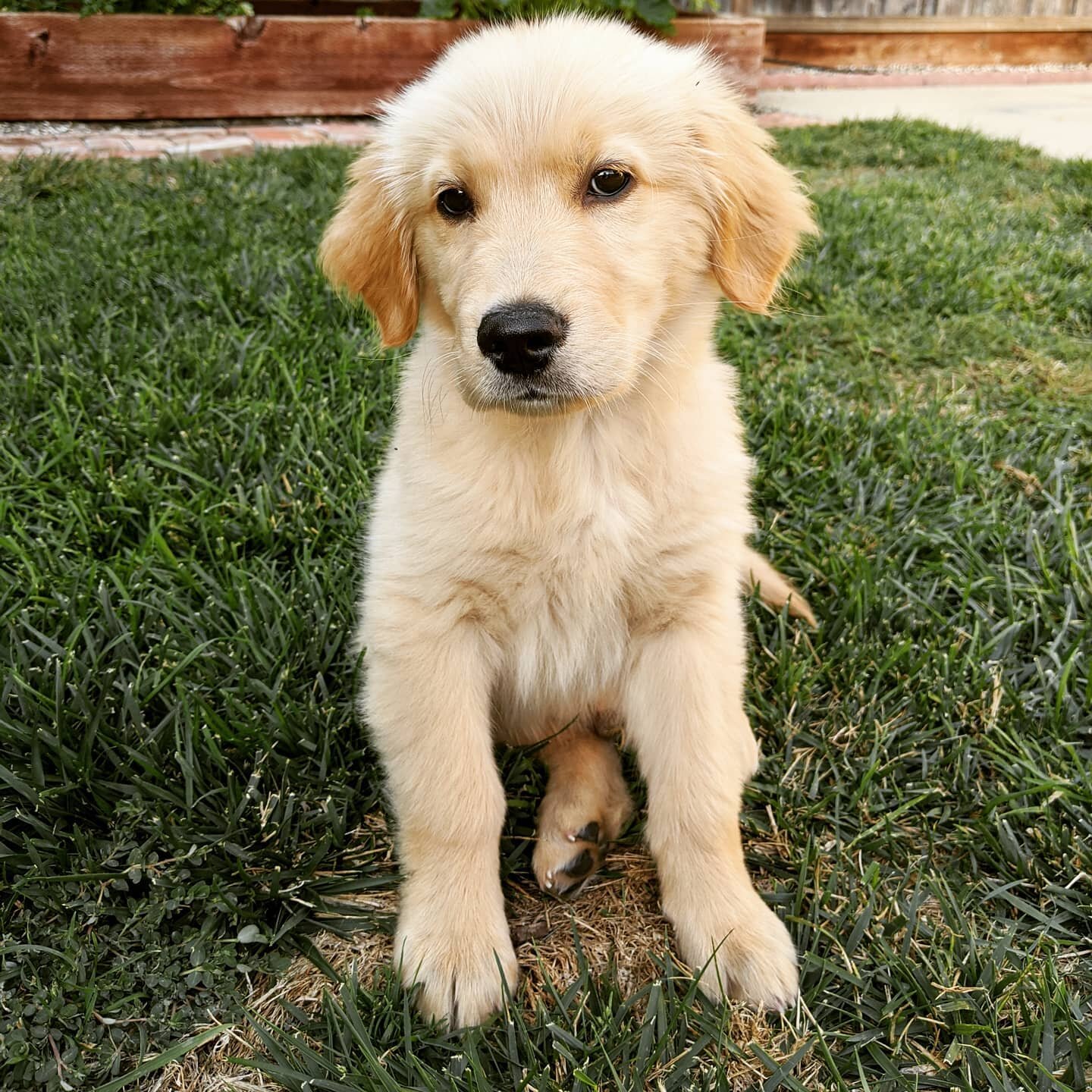 This little pup had a rough week.

Within one week he...
⚡got stung by a bee
⚡broke his tooth
⚡had a rough reaction to shots 

And you know what he did? He gave some sad puppy dog eyes and was a little sad for a bit, took a nap, reset, and was back t