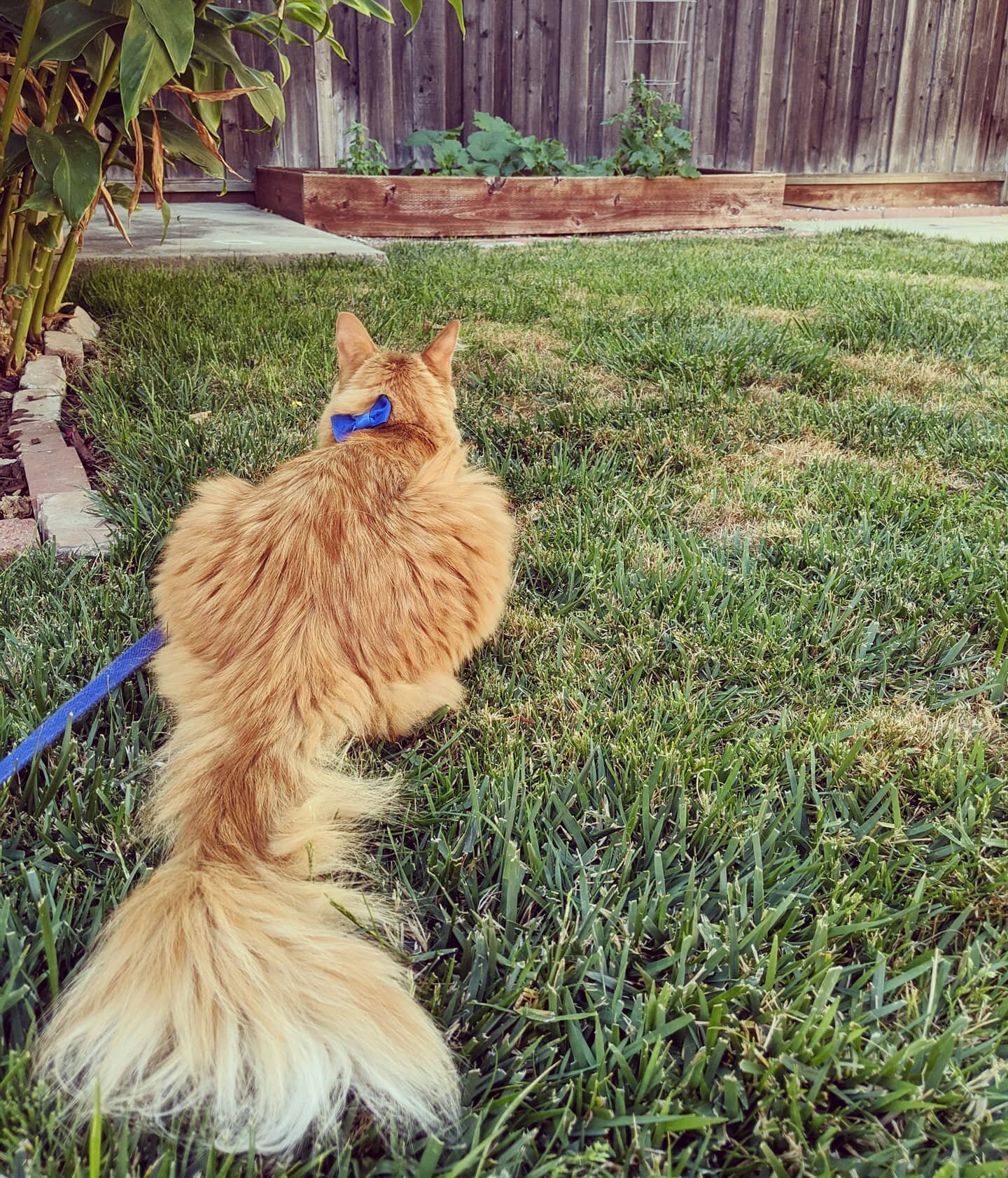 Not only do I have a fluffy orange pup, but I also have a fluffy orange cat, who has yet to make an appearance here! 😺

He hasn't necessarily welcomed the pup with open arms... but he is certainly very interested... from a distance 😉

But Petco cla