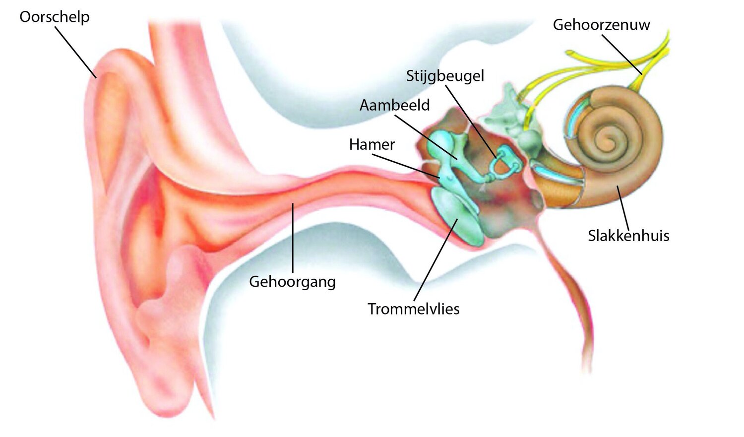 Figuur 2: Schematische weergave van het menselijke oor. Bron: hoorzaken.nl (figuur aangepast). [5]