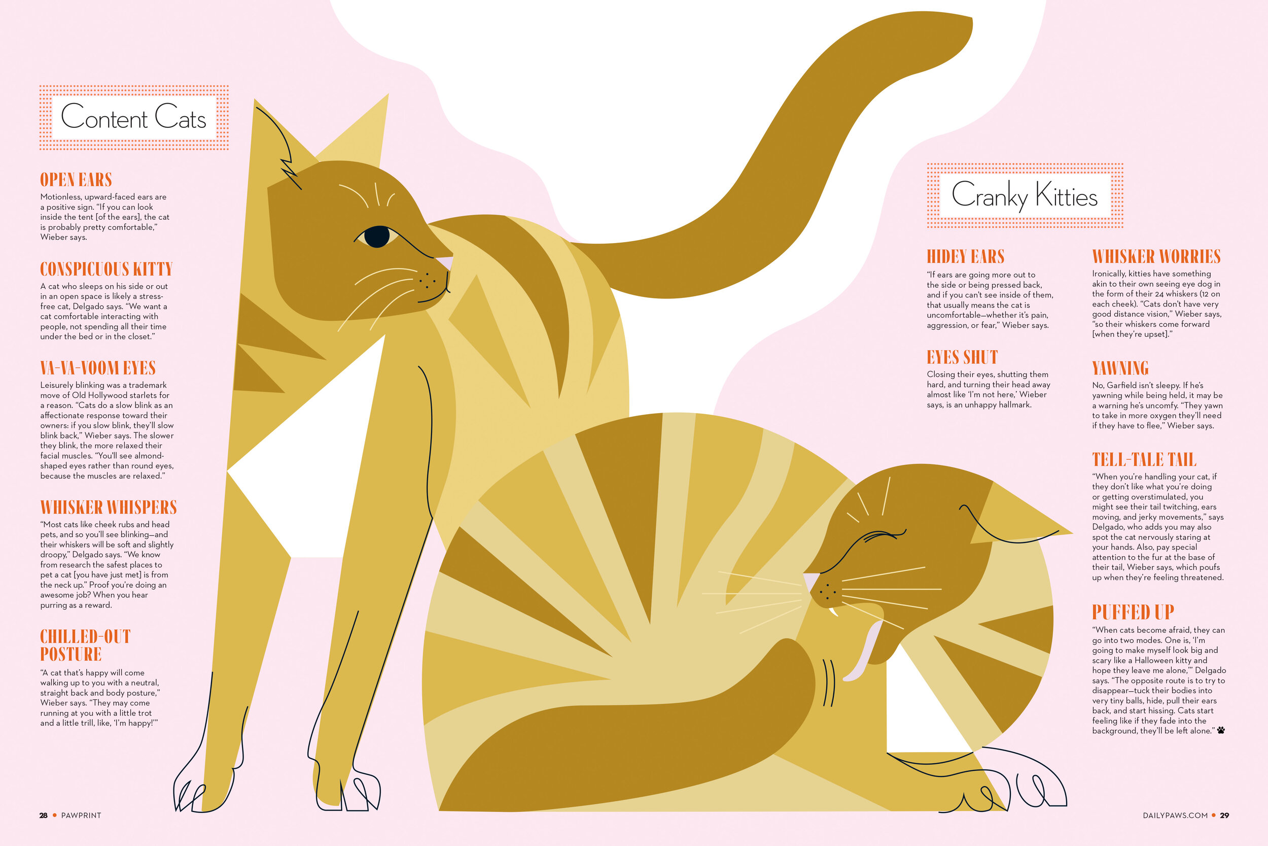 Decoding Cat Body Language