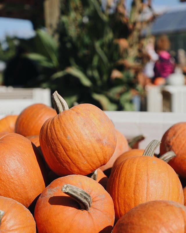 Fall in Washington 🍁🎃