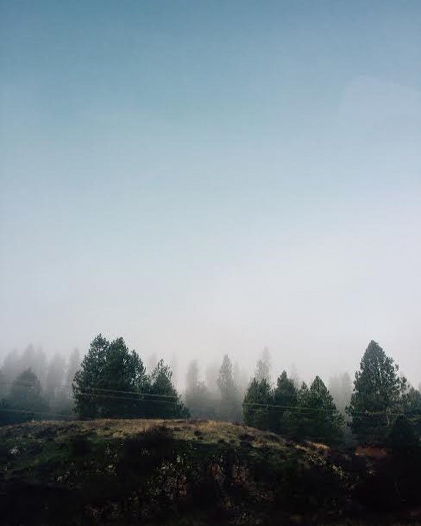 Wishing for summer and no more exams 🙌 // tons of new pics coming soon! Like tonight soon!
.
.
.
.
#pnw #views #nature #naturephotography #pnwphotography #washingtonstate #washingtonphotographer #evergreens #cloudy #hazy #misty #photography