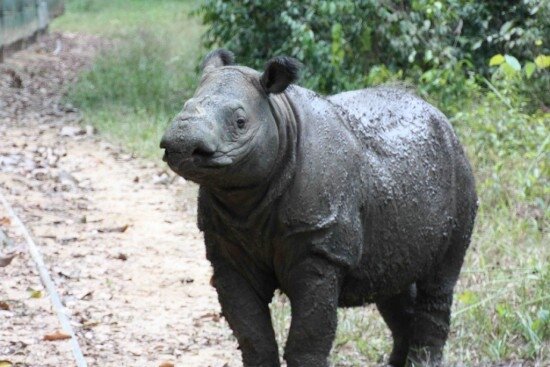 Sumatran Rhino