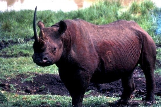 Black Rhino