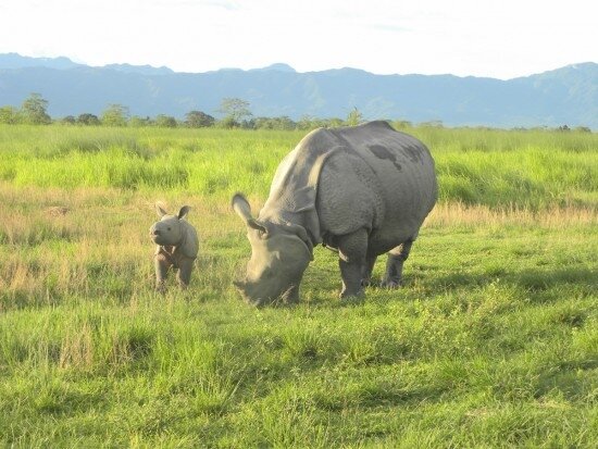 Indian, or Greater One-Horned Rhino