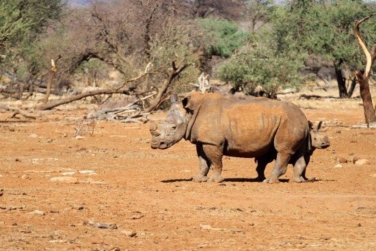 White rhino