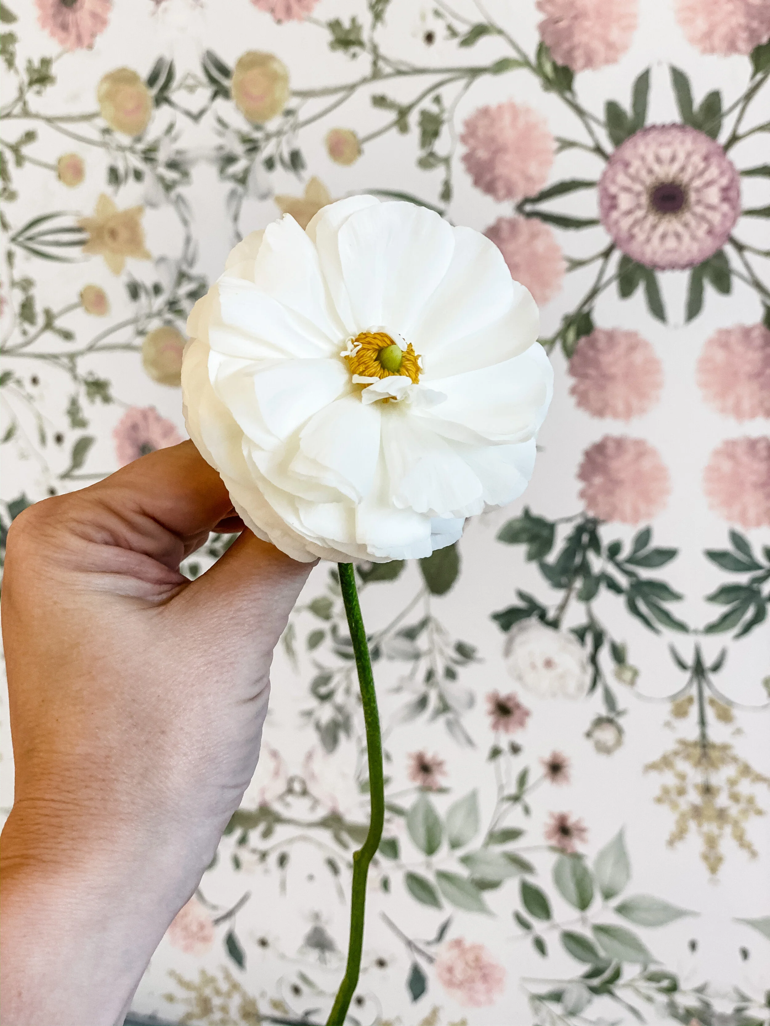 Top Florist Dubuque, Iowa Flower Delivery Dubuque, IA — Hydrangea Bloom