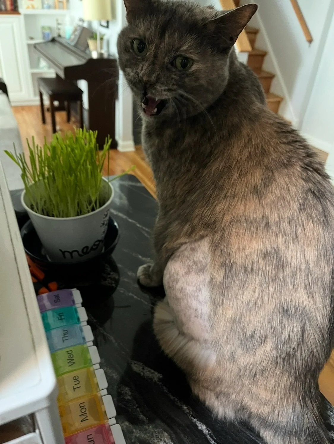 2025 Lookback: November 😿🦅🍴🍗
Jean Grey started chemotherapy and we spent a lot of time caring for her and cuddling together. Kevin and I saw the birds beat the lions on Sunday night football, saw an incredible new musical at Theatre Horizon, ate 