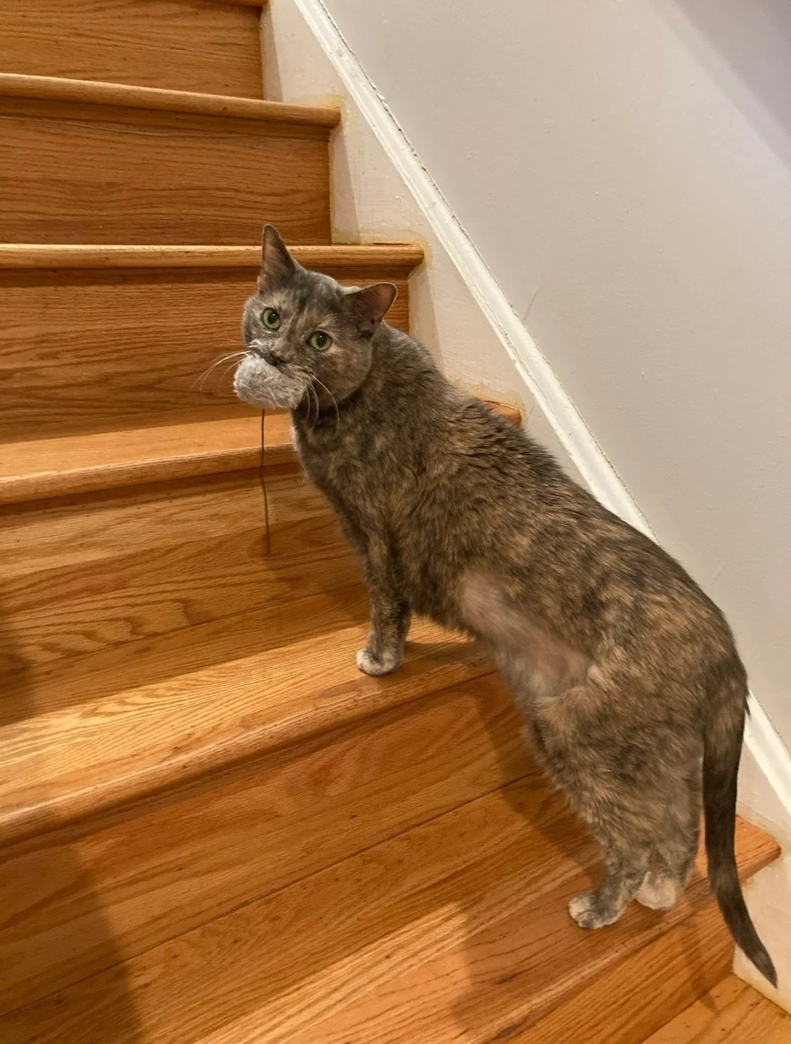 Happy 12th Birthday Jean Grey! 😻🥳
When our sweet Jeanie Beanie was diagnosed with terminal intestinal cancer in October, I didn&rsquo;t think she would make it to the end of the year, let alone her March 22 birthday. But Lady Grey continues to figh