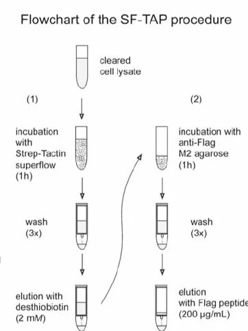 Gloeckner et al, Methods Mol Biol, 2009